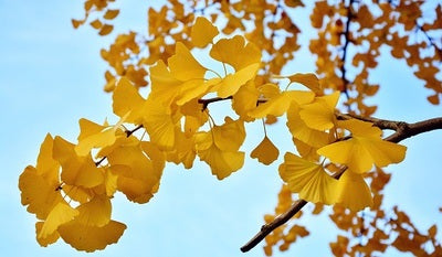 Ginkgo biloba, beneficios en la salud sexual de la mujer